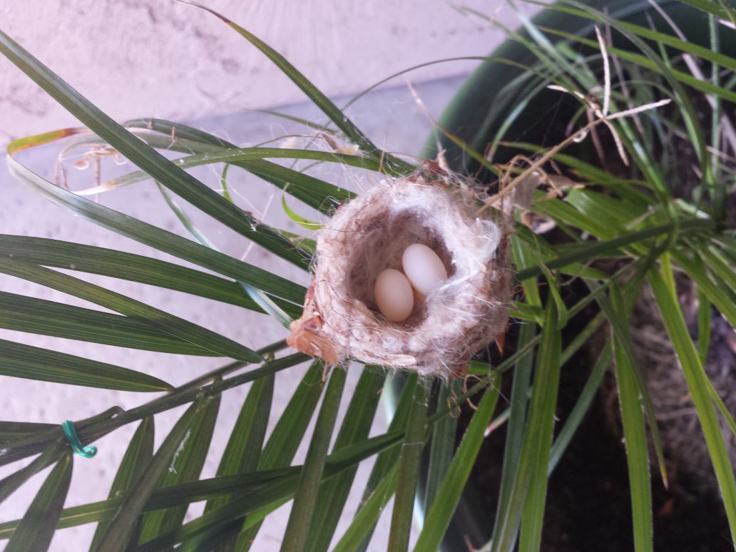 Hummingbirds from backyards and beyond